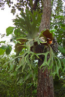 Platycerium wallichii, fertile individual, Pak Chom, Loei, Thailand