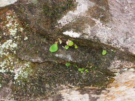 Platycerium wallichii, prothalli and first fronds emerging from mosses covering a rock, Wiang Kosai NP, Thailand