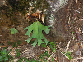 Platycerium wallichii, young individuals on a rock, Wiang Kosai NP, Thailand