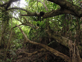 Platycerium wandae as a low epiphyte in disturbed forest, Madang, Papua New Guinea