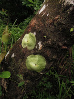 Platycerium wandae, young stage with clasping fronds firmly adhering to the trunk support, Madang, Papua New Guinea