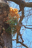 Platycerium willinckii, fertile fronds with all tips upward recurved exposing the sori zones to wind dispersal of the spores, Fatisi, Aileu, Timor-Leste