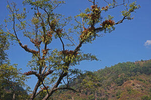 Platycerium willinckii  on partly defoliate tree during the dry season,  Fatisi, Aileu, Timor-Leste.