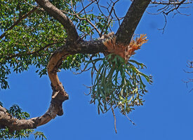 Platycerium willinckii, some dry sterile fronds appressed to branch creating basket, some other freely erect, Fatisi, Aileu, Timor-Leste.