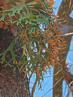 Platycerium willinckii, upward recurved terminal lobes of the fertile fronds exposing the sori to wind dispersal of the spores, Fatisi, Aileu, Timor-Leste