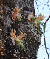 Platycerium willinckii, young individuals on tree trunk with well developped erect sterile fronds, Fatisi, Aileu, Timor-Leste