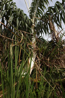 Plectocomia elongata, a huge, horribly prickly rattan, Gunung Raya, Langkawi, Malaysia