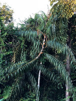 Plectocomia elongata at forest edge, Fraser&#039;s Hill, Malaysia