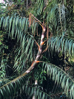 Plectocomia elongata, flowering stem, Fraser&#039;s Hill, Malaysia