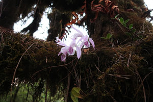 Pleione praecox, epiphytic on a mossy tree branch, Doi Inthanon NP, 2400 m asl, Thailand