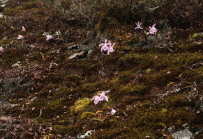 Pleione praecox, flowering leafless on a mossy roof in late november, Doi Inthanon NP, 2400 m asl, Thailand
