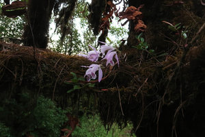 Pleione praecox in habitat, flowering leafless on a mossy tree branch in late november, Doi Inthanon NP, 2400 m asl, Thailand