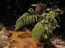Pleocnemia hemiteliiformis, Fraser&#039;s Hill, Malaysia