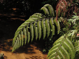 Pleocnemia hemiteliiformis, one frond, Fraser&#039;s Hill, Malaysia