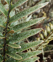 Pleopeltis tridens, frond covered by silvery appressed peltate scales, Los Gemelos, Santa Cruz, Galapagos