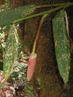 Pleuranthodium cf. sagittatum, drooping inflorescence, Kumul, 2800 m asl, Mount Hagen, Papua New Guinea