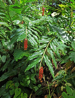Pleuranthodium peekelii at forest edge with hanging bright orange infructescences, Kolombangara, Solomon Islands