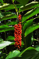 Pleuranthodium peekelii, hanging infructescence, Kolombangara, Solomon Islands