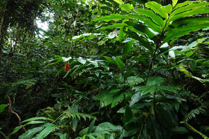 Pleuranthodium peekelii in forest understory, Tenaru Falls, Guadalcanal, Solomon Islands