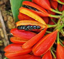 Pleuranthodium peekelii, mature open bright orange capsule and black shiny seeds, Kolombangara, Solomon Islands