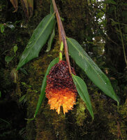 Pleuranthodium piundaundense, heavy hanging inflorescence, Tari, 2000 m asl, Hela, Papua New Guinea