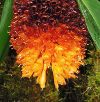 Pleuranthodium piundaundense, flowers, Tari, 2000 m asl, Hela, Papua New Guinea