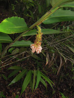 Pleuranthodium sp, inflorescence emerging from the leaf sheaths, Varirata NP, Papua New Guinea