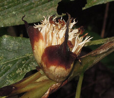 Alpinia sp. sect. Dieramalpinia, unusual cup shaped erect inflorescence with bicolour involucral bracts, Tari, 2000 m asl, Hela, Papua New Guinea