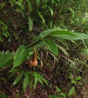 Pleuranthodium sp, Varirata NP, Papua New Guinea