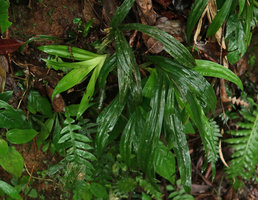 Pleurostachys gaudichaudii, Sao Bonifacio, Santa Catarina, Brazil