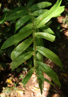 Pleurostachys urvillei, flowering stem, Aguas Mornas, Santa Catarina, Brazil