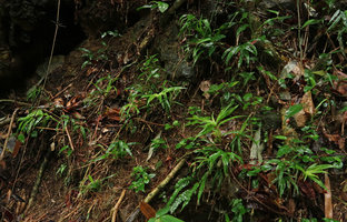 Pleurostachys urvillei population on steep earth bank, Sao Bonifacio, Santa Catarina, Brazil