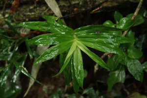 Pleurostachys urvillei, vegetative stem, Sao Bonifacio, Santa Catarina, Brazil