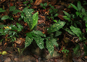 Plocoglottis javanica, a densely yellow spotted individual, Gunung Mulu NP, Sarawak, Borneo