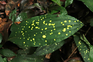 Plocoglottis javanica, densely yellow spotted leaves creating a disrupting visual effect, maybe a protection against herbivores, Gunung Mulu NP, Sarawak, Borneo_