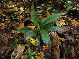 Plowmanianthus grandifolius, rosetted plant similar to African Palisota, Allpahuayo forest reserve, Iquitos, Peru