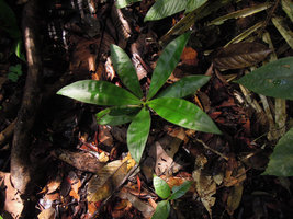 Plowmanianthus grandifolius, young individual, Allpahuayo forest reserve, Iquitos, Peru