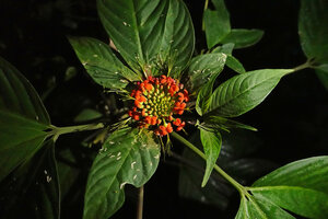 Podandrogyne brevipedunculata, monocaulous subshrub with terminal inflorescence, Mashpi FR, Pichincha, Ecuador