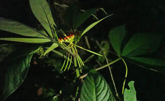 Podandrogyne brevipedunculata, terminal inflorescence with long pendant maturing fruits, Mashpi FR, Pichincha, Ecuador