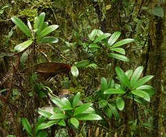 Podocarpus cf. archboldii, leaves, Tari, 2000 m asl, Hela, Papua New Guinea