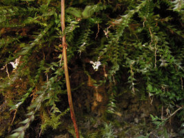 Podochilus tenuis, flowering stems on a vertical earth bank, Fraser&#039;s Hill, Malaysia