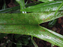 Podolasia stipitata, leaf veins, Endau Rompin, Malaysia