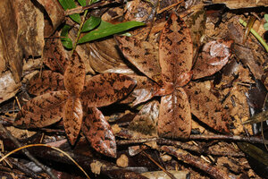 Podorungia clandestina, totally cryptic among the dry tree leaf litter on forest floor, Ile Sainte Marie, Madagascar, Photo Pierre Fortune