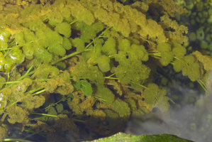 Podostemaceae sp., either a very vigorous green form of  Macarenia clavigera or a another species, maybe a new one, Cano Cristales, Serrania Macarena NP, Meta, Colombia