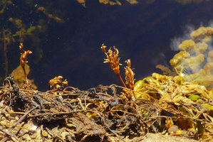 Podostemaceae sp., either a very vigorous green form of  Macarenia clavigera or a new species, inflorescence with basal bract enclosing many flowers, Cano Cristales, Serrania Macarena NP, Meta, Colombia