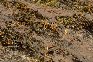 Podostemaceae sp., either a very vigorous green form of  Macarenia clavigera or another species, infructescences with basal bract enclosing many dry capsular fruits, Cano Cristales, Serrania Macarena NP, Meta, Colombia