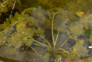 Podostemaceae sp., either a  vigorous green form with very long leaves, due to elongated petioles and rachis, of  Macarenia clavigera or a another species, Cano Cristales, Serrania Macarena NP, Meta, Colombia