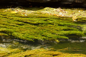 Podostemaceae sp., either a  vigorous green form with very long leaves of  Macarenia clavigera or a another species, maybe a new one, Cano Cristales, Serrania Macarena NP, Meta, Colombia