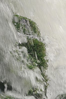 Podostemum cf. distichum, population firmly fixed to rocks in Resurrection waterfall, Aguas Mornas, Santa Catarina, Brazil