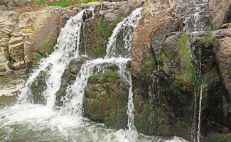 Podostemum cf. distichum, population on rocks, Resurrection waterfall, Aguas Mornas, Santa Catarina, Brazil